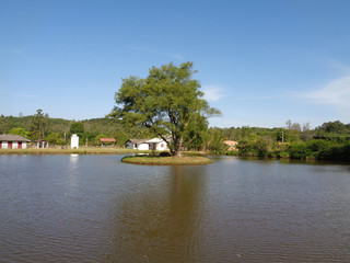 Fototapeta na wymiar Tree in the lake.