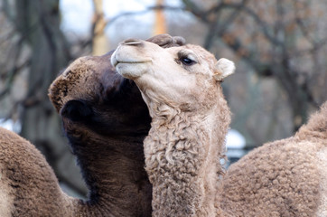 Pair of Camels in the zoo. Two camels white and brown showing love feelings to each over.