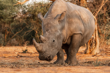 The amazing grey rhino living in Africa