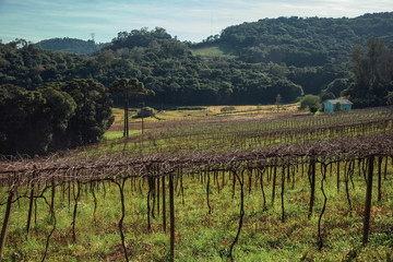 Leafless grapevines in a vineyard with house