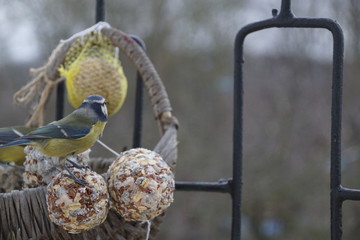 Ptaki ,dokarmianie ptaków ,Sikory zimą 