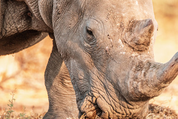 Fototapeta premium The amazing grey rhino living in Africa