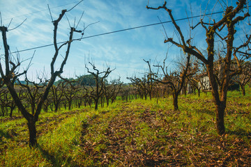Landscape of leafless grapevines in a vineyard