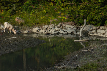 Long horned Sheep drinking