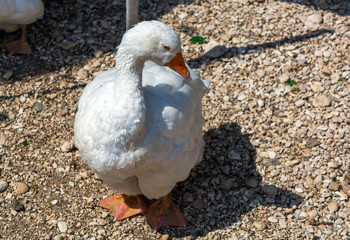 Closeup of white goose with bright orange beak and legs.