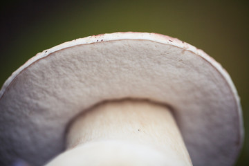 Wild raw boletus mushroom in Latvian forest