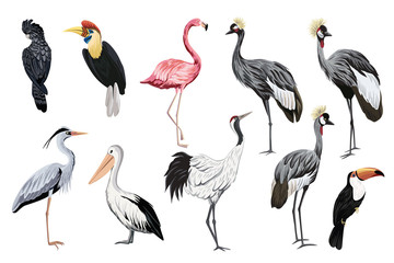 Tropical vintage wild birds clip art. Crane, toucan, flamingo, parrot, pelican, heron wildlife print.