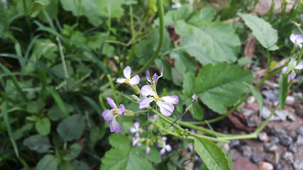 purple flower with white and yellow