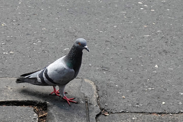 Domestic pigeon walking on street.