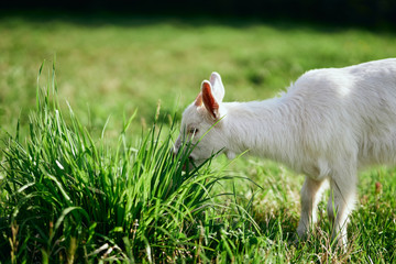 goat on green grass