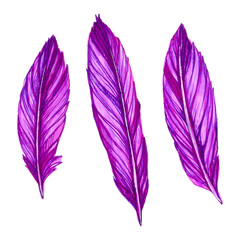 This illustration depicts a set of bird purple feathers drawn by hand with alcohol markers and liners and isolated on a white background.