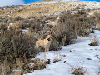 Naklejka premium Yellow Labrador retriever dog hunting in the snowy Nevada mountains.