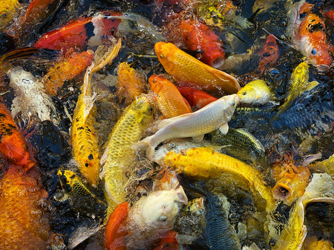 Koi Karpfen