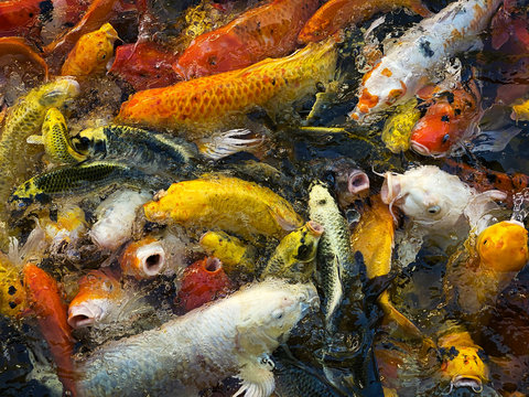 Koi Karpfen