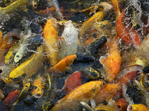 Koi Karpfen