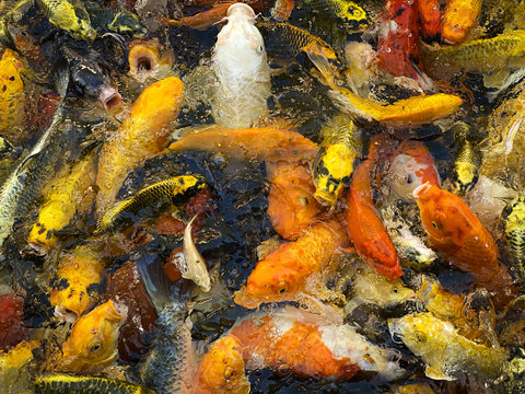 Koi Karpfen