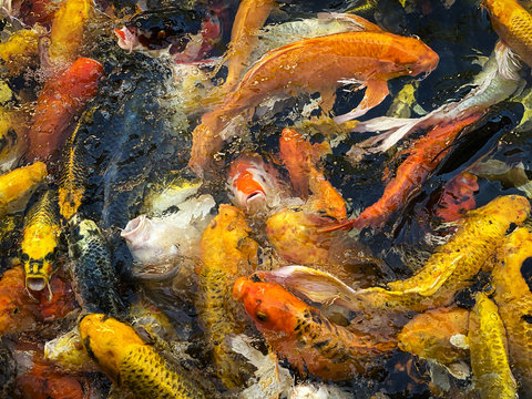 Fisch 이미지 – 찾아보기 122,605 스톡 사진, 벡터 및 비디오 | Adobe Stock
