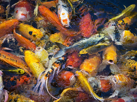 Koi Karpfen