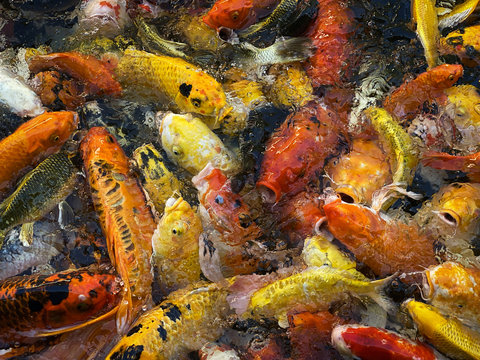 Koi Karpfen