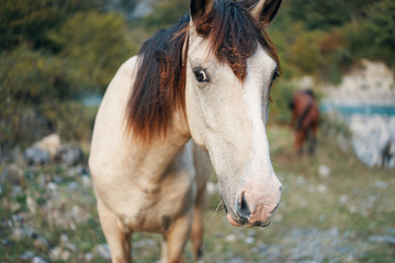 Obraz premium portrait of horse