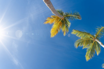 coconut tree on background of blue sky