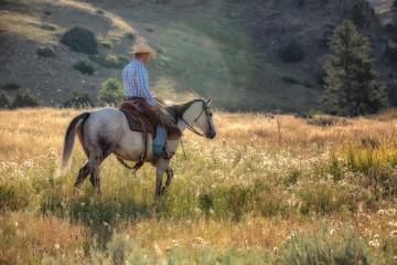 Cowboy on Grey Horse