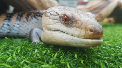 Close up image of a blue tongue lizard or Skink (Scincidae)
