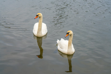 2 Schwäne