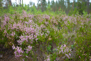lilac purple flowers of blooming heather in the forest