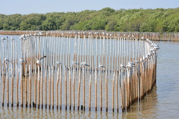 Seagull birds flying at a beach in Thailand