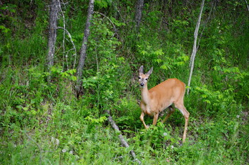 White Tailed Deer foraging in summer meadow.  