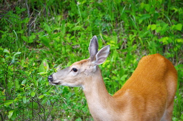 Naklejka na ściany i meble White Tailed Deer foraging in summer meadow. 