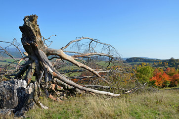 abgestorbener Baum auf einer Wiese