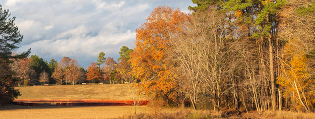 Colorful foliage of the trees in the park in autumn