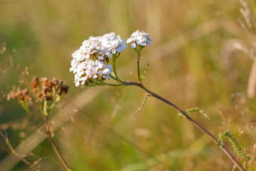 White flowers of a yarrow in the autumn field