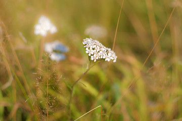 White flowers of a yarrow in the autumn field
