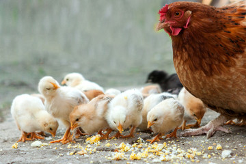 Close up yellow chicks on the floor , Beautiful yellow little chickens, Group of yellow chicks