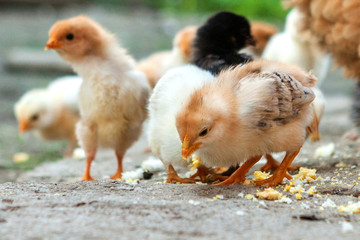 Close up yellow chicks on the floor , Beautiful yellow little chickens, Group of yellow chicks