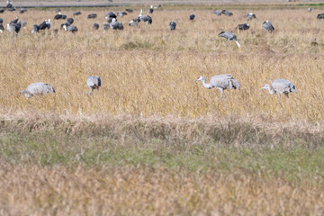 Fototapeta premium Family of sandhill cranes in Izumi city, Kagoshima prefecture, Japan