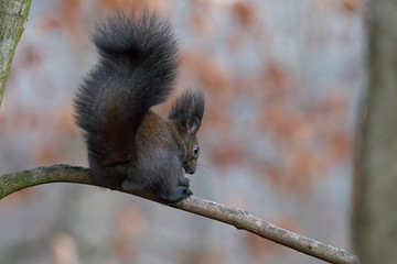 European brown squirrel in winter coat on a branch in the forest