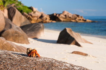 red hermit crab on a tropical beach