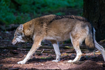 Wolves rest in the sunbeam in the forest