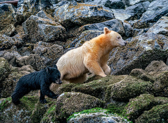 Family Barnacle Hunting - A Spirit Bear mother and her black bear cub climb in the rocks along the shore in search of Barnacles. Great Bear Rainforest, British Columbia, Canada. © richardseeley