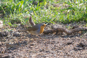 Robin sits in front of a picket fence on the ground looking for food