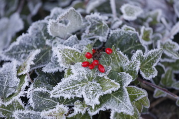 Rote Berberitze Beeren im Winter mit Eis, Schnee, Efeu