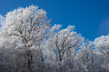 trees in frost on a blue sky