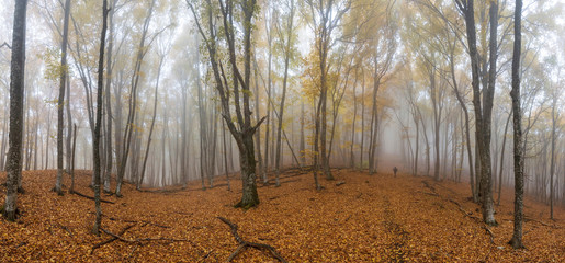 a lone traveler in a misty autumn beech forest panoramic