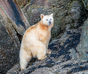 Spirit Bear Climbing for Barnacles - Spirit Bear Strawberry is climbing the clifts and rocks in...