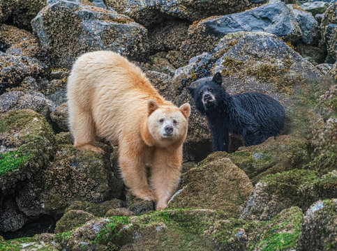 Spirit Bear Sow and Cub On Alert - A Spirit Bear and her cub (Strawberry and Blackberry) pause from eating barnacles to focus on a disturbance off-shore. Gribbell Island, Great Bear Rainforest