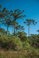 Fototapeta na wymiar Landscape of pine treetops amid lush forest